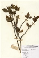 藏品(梔子)的圖片